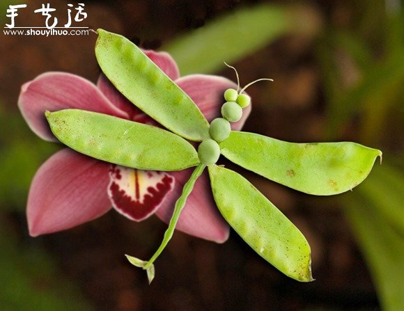 蔬菜DIY的有趣动物 -  www.shouyihuo.com