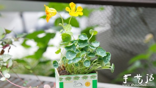 如何移栽花草 花草移植的方法 -  www.shouyihuo.com