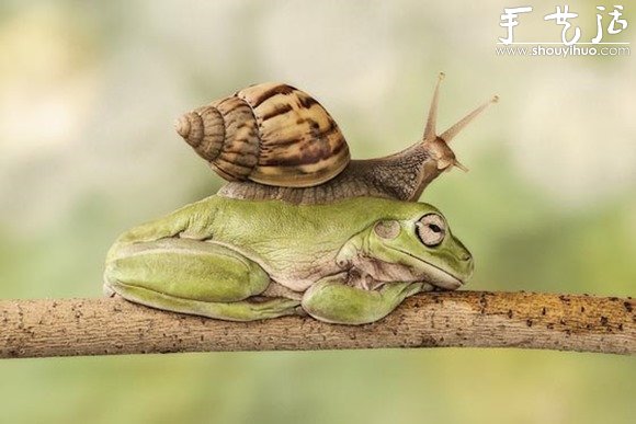 创意摄影，拍出有趣的青蛙 -  www.shouyihuo.com