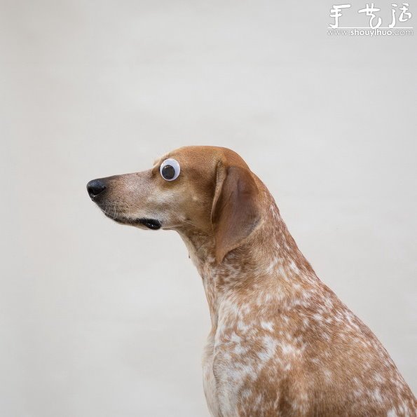 动物摄影：狗狗的有趣绝活儿 -  www.shouyihuo.com