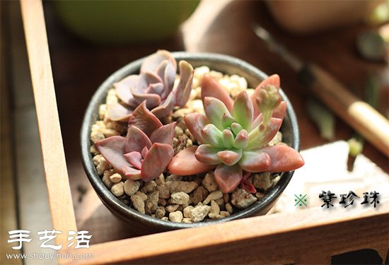 多肉植物为什么会变红变色？ -  www.shouyihuo.com