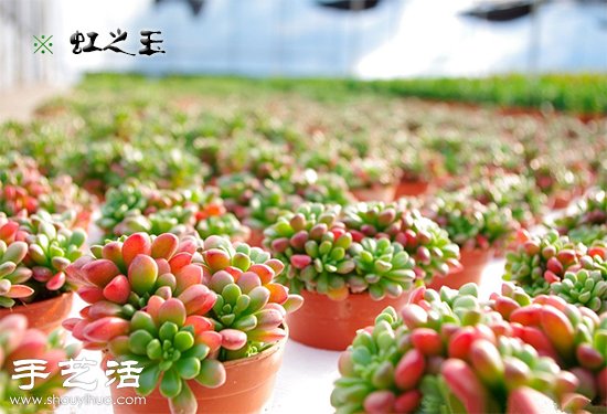 多肉植物为什么会变红变色？ -  www.shouyihuo.com