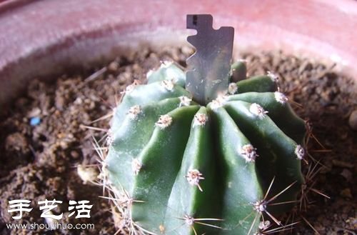 如何嫁接仙人球 仙人球嫁接步骤 -  www.shouyihuo.com