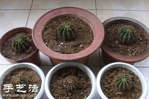 如何嫁接仙人球 仙人球嫁接步骤 -  www.shouyihuo.com