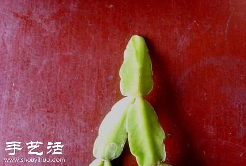 如何嫁接仙人球 仙人球嫁接步骤 -  www.shouyihuo.com