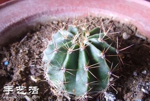如何嫁接仙人球 仙人球嫁接步骤 -  www.shouyihuo.com