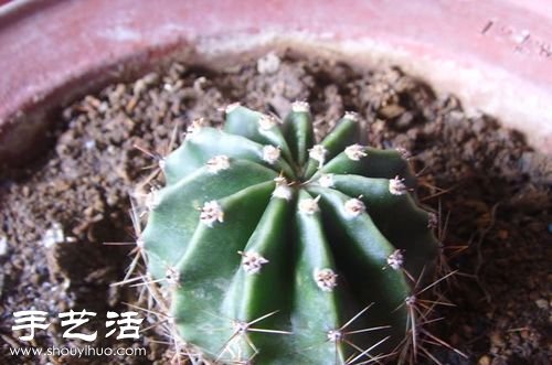 如何嫁接仙人球 仙人球嫁接步骤 -  www.shouyihuo.com