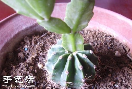 如何嫁接仙人球 仙人球嫁接步骤 -  www.shouyihuo.com