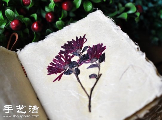 押花艺术DIY“植物百科全书” - www.shouyihuo.com