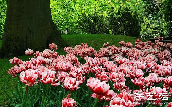 春季最美的花园——库肯霍夫公园 -  www.shouyihuo.com