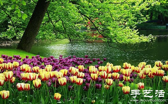 春季最美的花园——库肯霍夫公园 -  www.shouyihuo.com