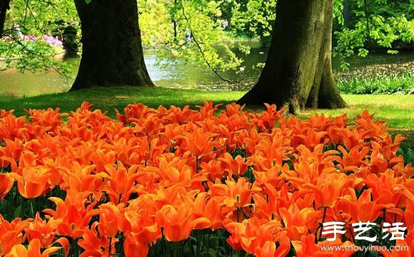 春季最美的花园——库肯霍夫公园 -  www.shouyihuo.com