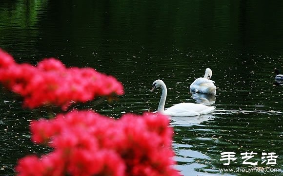 春季最美的花园——库肯霍夫公园 -  www.shouyihuo.com