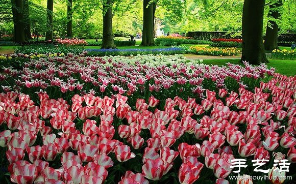 春季最美的花园——库肯霍夫公园 -  www.shouyihuo.com