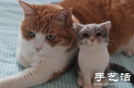 超萌的手工制作羊毛毡猫咪玩偶 -  www.shouyihuo.com