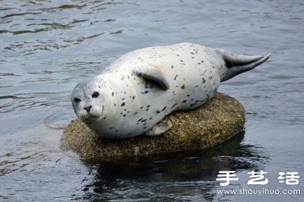 超可爱的治愈系海豹 -  www.shouyihuo.com