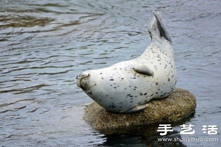 超可爱的治愈系海豹 -  www.shouyihuo.com