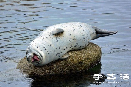 超可爱的治愈系海豹 -  www.shouyihuo.com