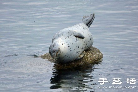 超可爱的治愈系海豹 -  www.shouyihuo.com