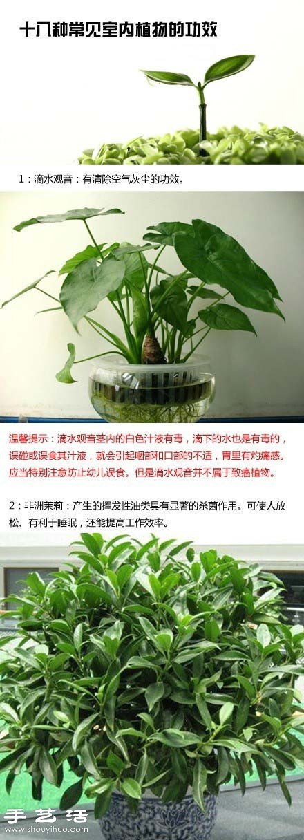 家里种什么植物好 常见室内植物的功效 -  www.shouyihuo.com