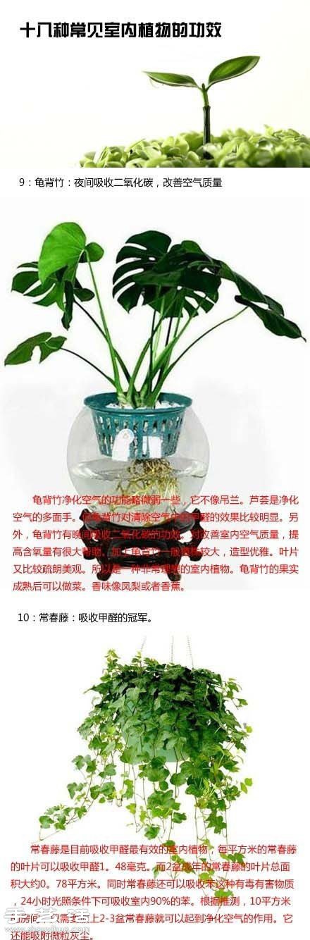 家里种什么植物好 常见室内植物的功效 -  www.shouyihuo.com