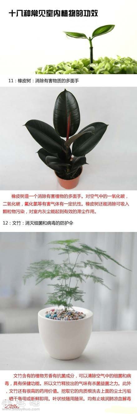 家里种什么植物好 常见室内植物的功效 -  www.shouyihuo.com