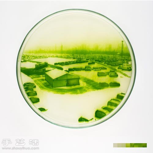 利用藻类微生物DIY制作创意海藻画 -  www.shouyihuo.com