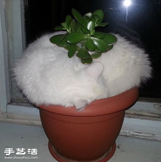 不懂猫咪为嘛要这么睡觉。。。 -  www.shouyihuo.com
