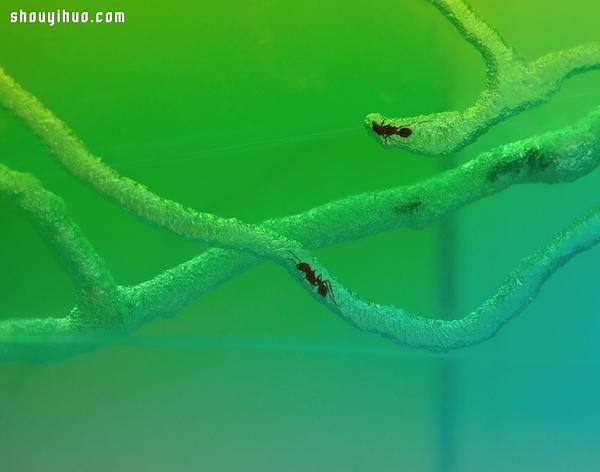 自然界艺术家 实景观看蚂蚁本能筑巢 -  www.shouyihuo.com