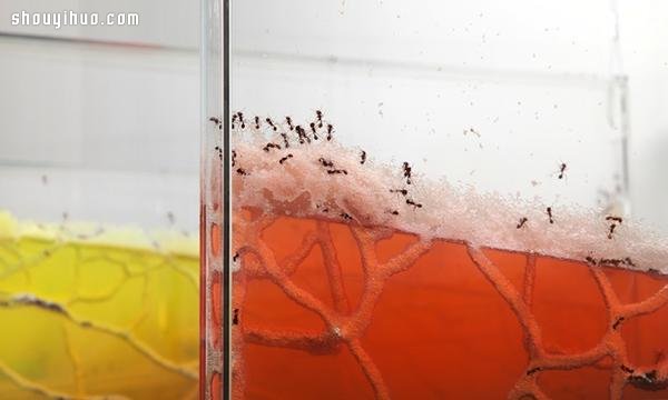 自然界艺术家 实景观看蚂蚁本能筑巢 -  www.shouyihuo.com