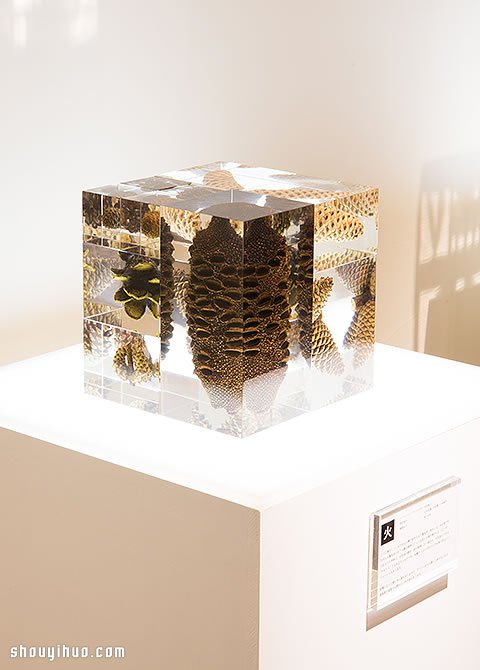 立方块里的治愈宇宙 京都植物标本作品展览 - www.shouyihuo.com