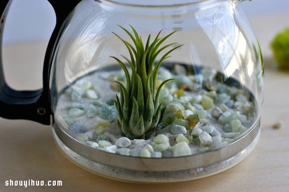 DIY盆栽设计 手工制作咖啡壶里的植物世界 -  www.shouyihuo.com