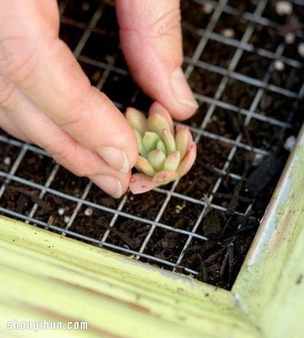 个性多肉植物装饰画DIY手工制作图解教程 -  www.shouyihuo.com
