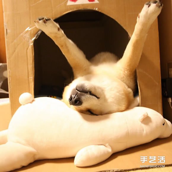 秋田犬跟它的白熊好朋友 同样睡姿太可爱了！ -  www.shouyihuo.com