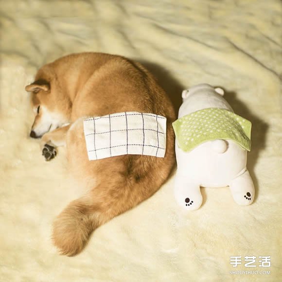 秋田犬跟它的白熊好朋友 同样睡姿太可爱了！ -  www.shouyihuo.com