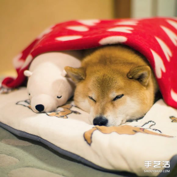 秋田犬跟它的白熊好朋友 同样睡姿太可爱了！ -  www.shouyihuo.com
