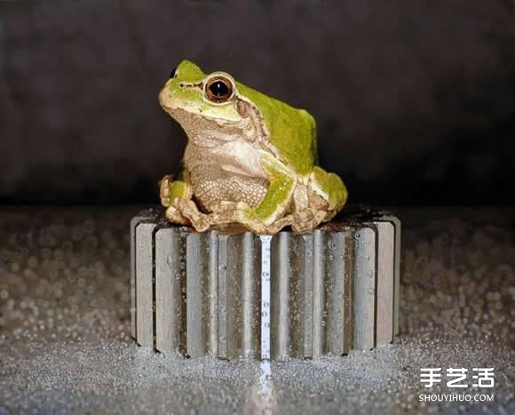 超越摄影的超现实动物画 让你重新认识绘画魅力 -  www.shouyihuo.com