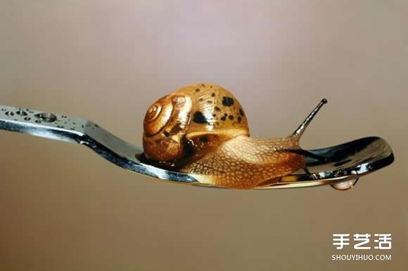 超越摄影的超现实动物画 让你重新认识绘画魅力 -  www.shouyihuo.com
