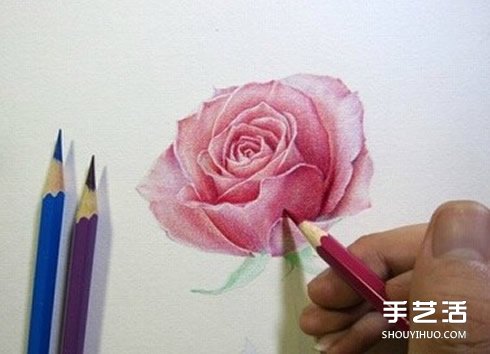 彩铅玫瑰花的画法步骤 玫瑰花彩色铅笔画教程 - www.shouyihuo.com