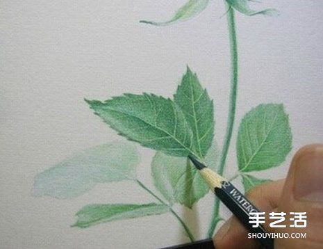 彩铅玫瑰花的画法步骤 玫瑰花彩色铅笔画教程 - www.shouyihuo.com