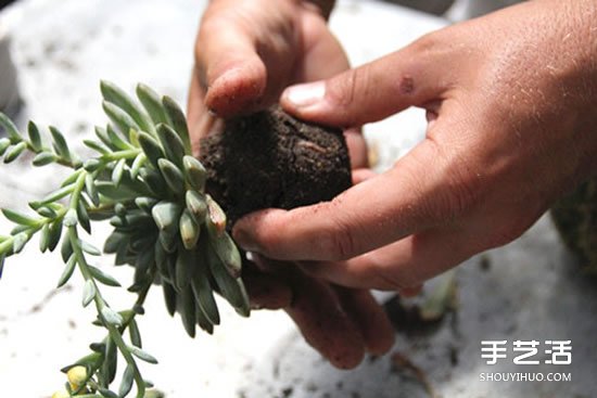 怎么把多肉植物悬挂起来养殖 无需花盆哦！ -  www.shouyihuo.com