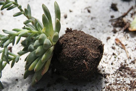 怎么把多肉植物悬挂起来养殖 无需花盆哦！ -  www.shouyihuo.com