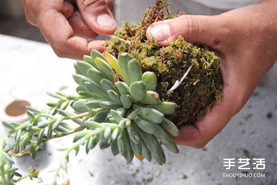 怎么把多肉植物悬挂起来养殖 无需花盆哦！ -  www.shouyihuo.com