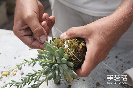 怎么把多肉植物悬挂起来养殖 无需花盆哦！ -  www.shouyihuo.com