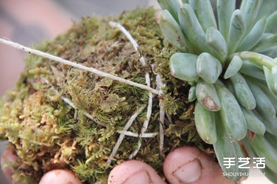 怎么把多肉植物悬挂起来养殖 无需花盆哦！ -  www.shouyihuo.com