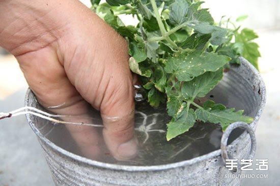 怎么把多肉植物悬挂起来养殖 无需花盆哦！ -  www.shouyihuo.com