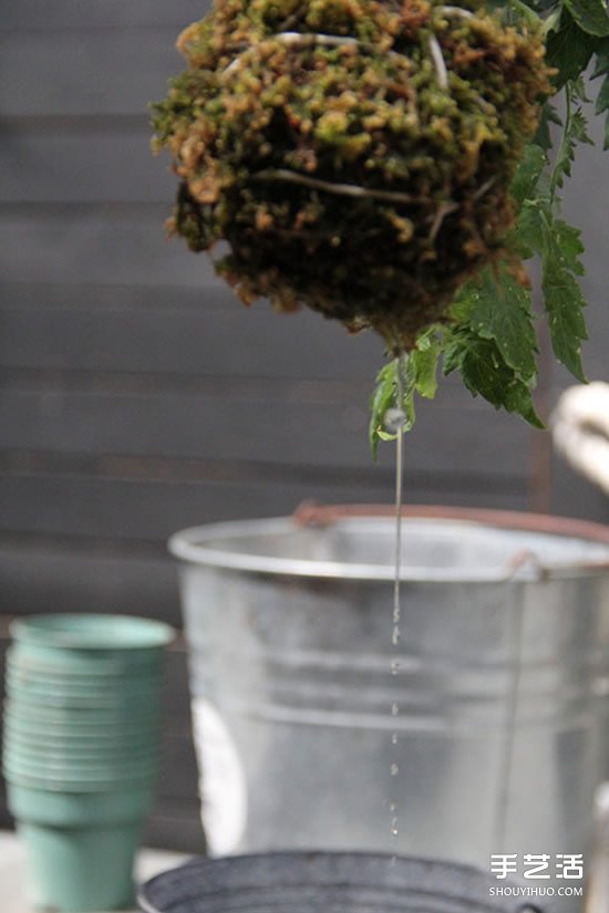 怎么把多肉植物悬挂起来养殖 无需花盆哦！ -  www.shouyihuo.com