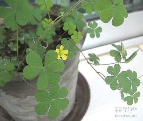 废旧灯泡制作花盆 DIY迷你盆景的方法步骤 -  www.shouyihuo.com