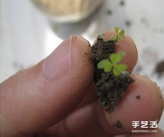 废旧灯泡制作花盆 DIY迷你盆景的方法步骤 -  www.shouyihuo.com