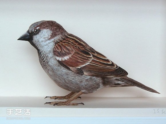 精细入微的纸鸟模型 大师级鸟类纸模型图片 -  www.shouyihuo.com